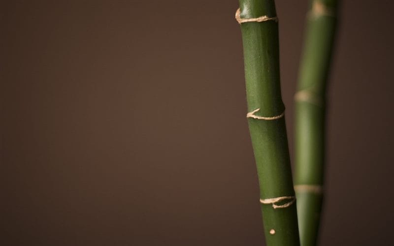 Картинки бамбук (70 фото) #56