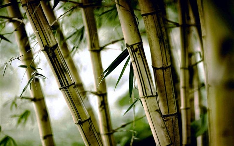 Картинки бамбук (70 фото) #25