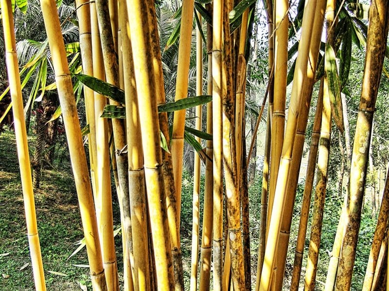 Картинки бамбук (70 фото) #63