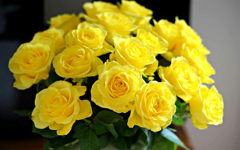 Картинки желтые розы (100 фото) #4