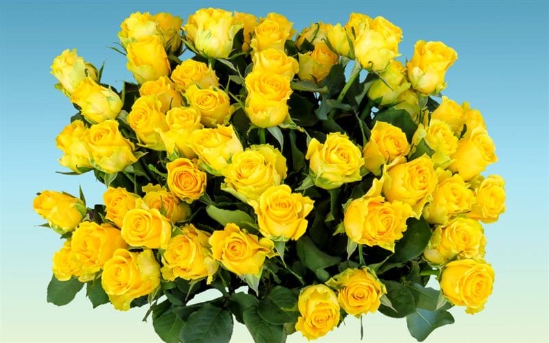 Картинки желтые розы (100 фото) #86