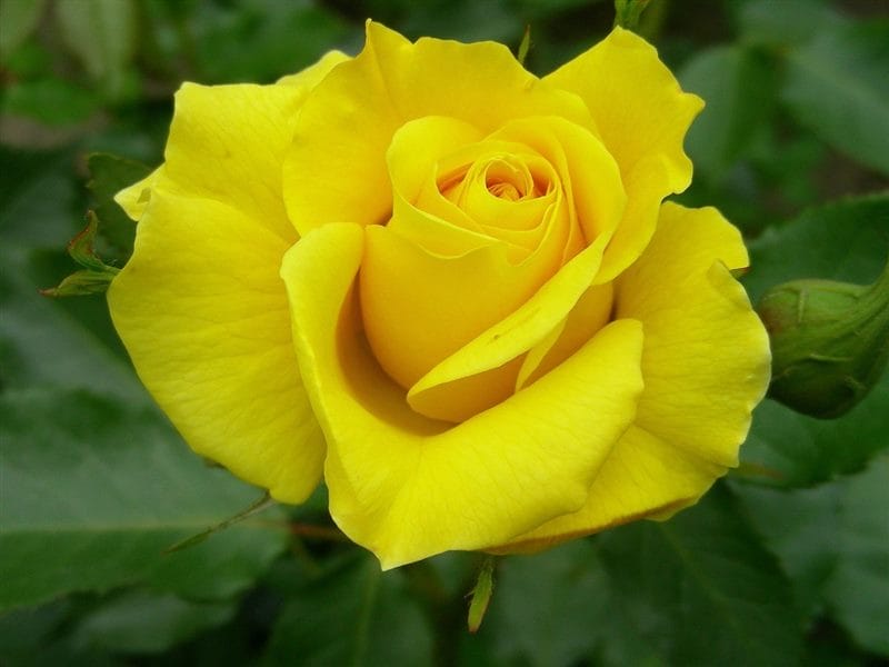 Картинки желтые розы (100 фото) #53