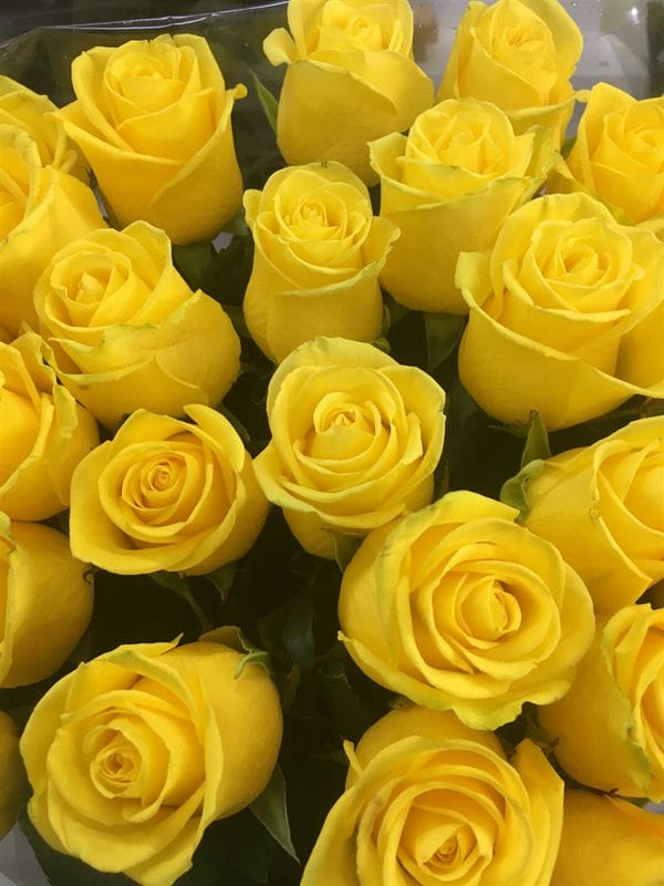 Картинки желтые розы (100 фото) #7