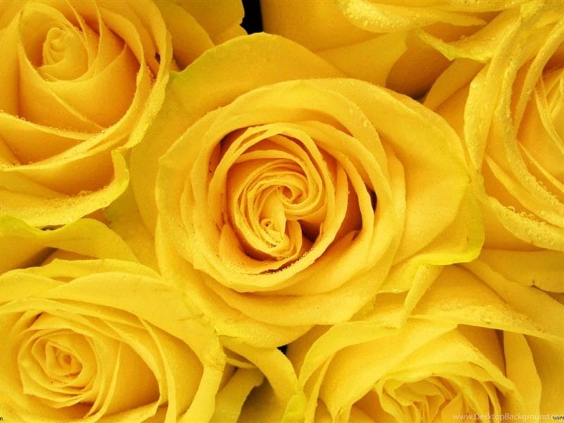 Картинки желтые розы (100 фото) #29