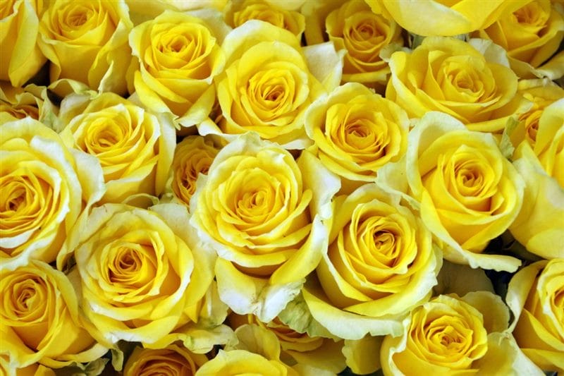 Картинки желтые розы (100 фото) #12