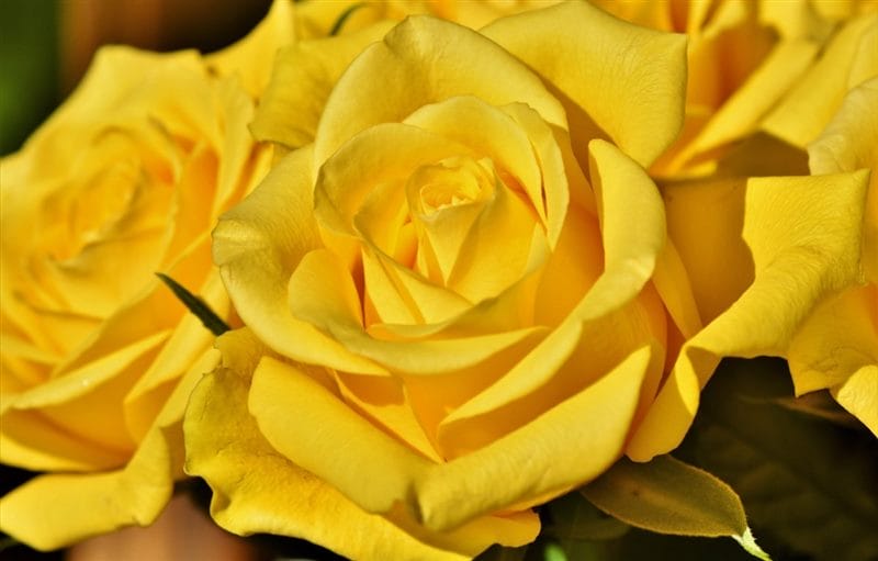 Картинки желтые розы (100 фото) #76