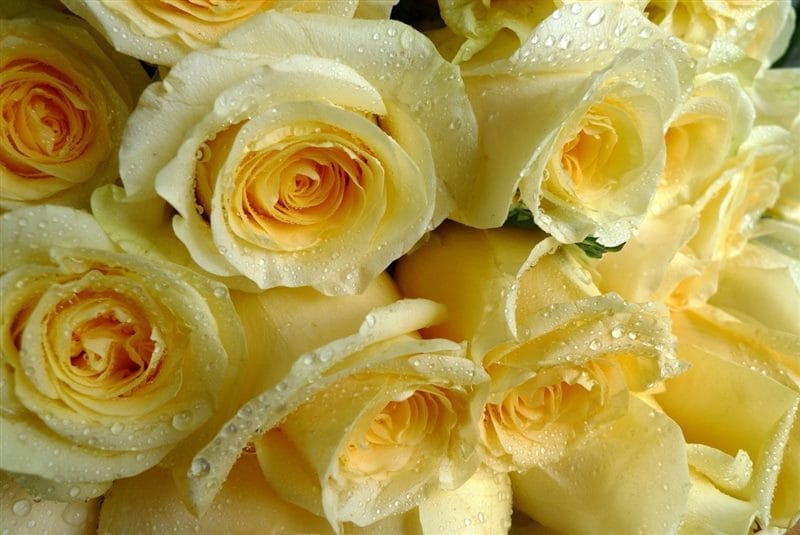Картинки желтые розы (100 фото) #21