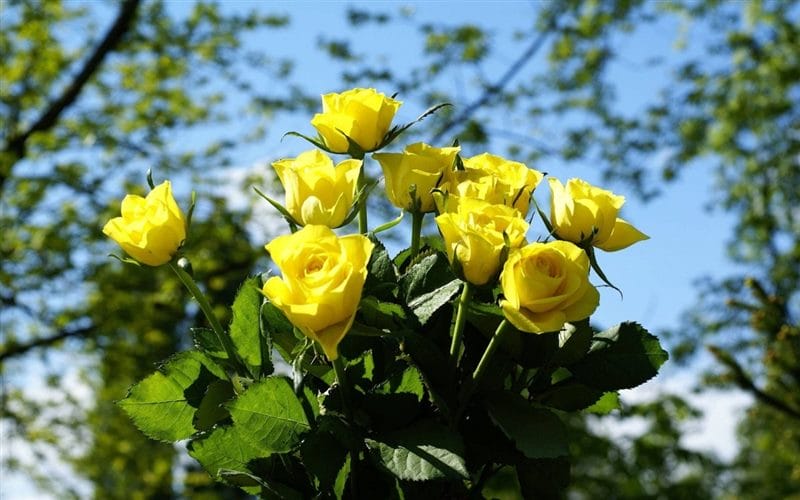 Картинки желтые розы (100 фото) #23