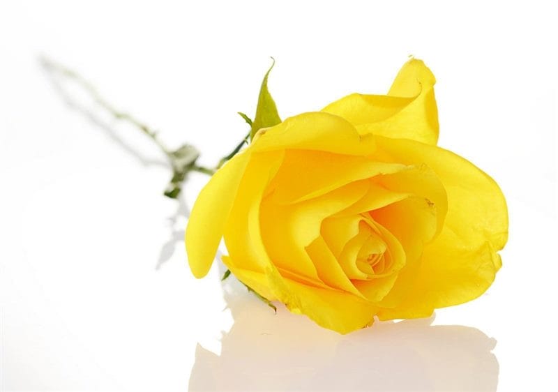 Картинки желтые розы (100 фото) #3