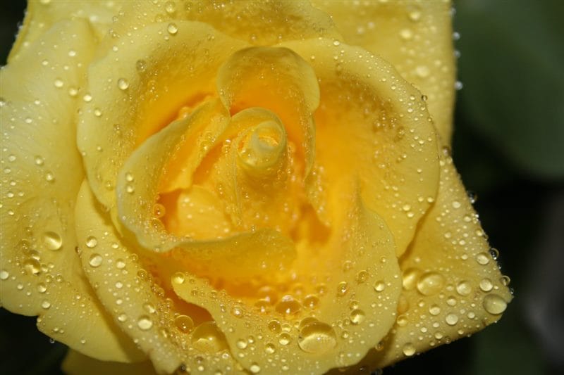 Картинки желтые розы (100 фото) #57