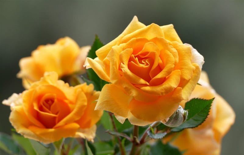 Картинки желтые розы (100 фото) #84