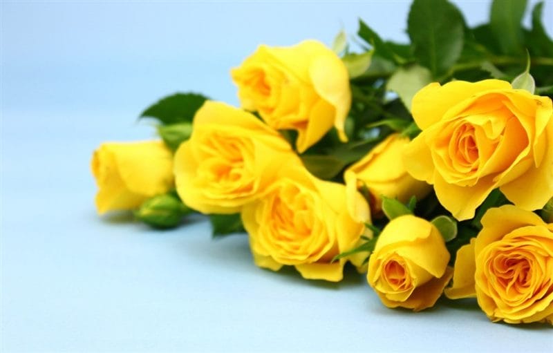 Картинки желтые розы (100 фото) #85