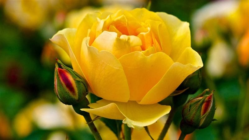 Картинки желтые розы (100 фото) #79