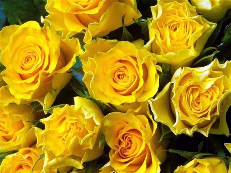 Картинки желтые розы (100 фото) #14