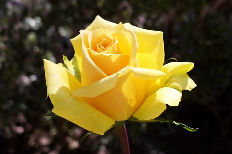 Картинки желтые розы (100 фото) #65