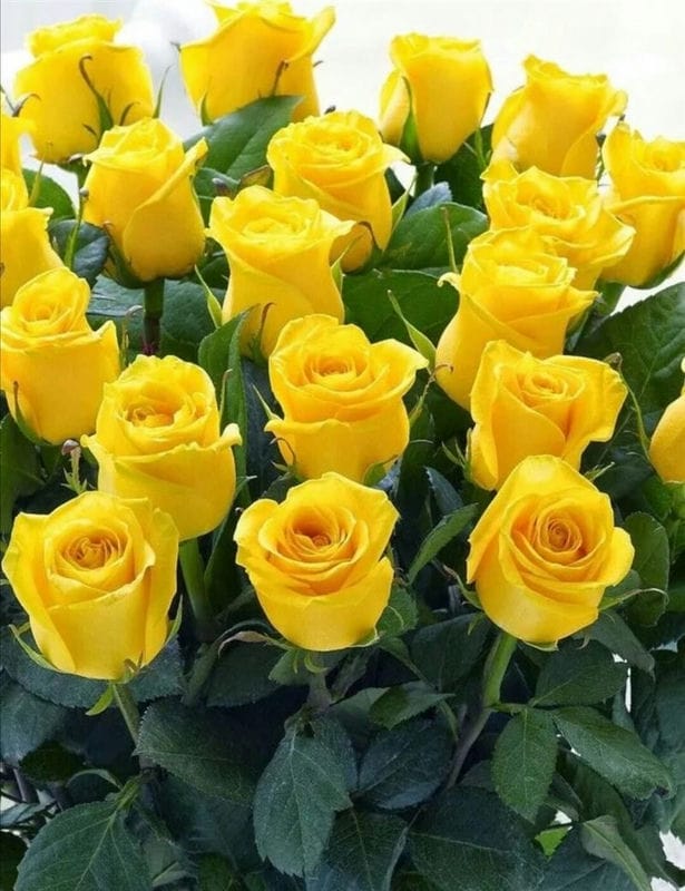 Картинки желтые розы (100 фото) #8