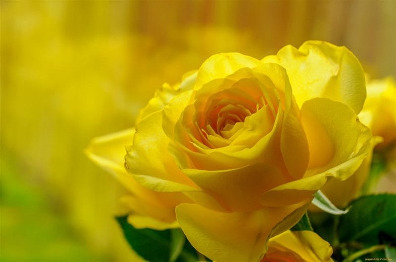 Картинки желтые розы (100 фото) #92