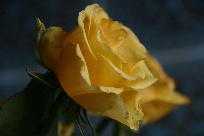 Картинки желтые розы (100 фото) #94