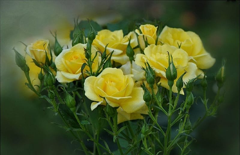 Картинки желтые розы (100 фото) #54