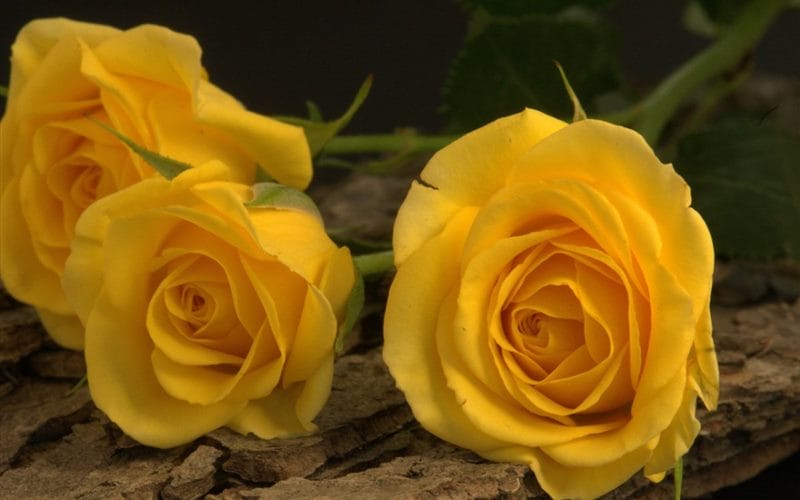Картинки желтые розы (100 фото) #74