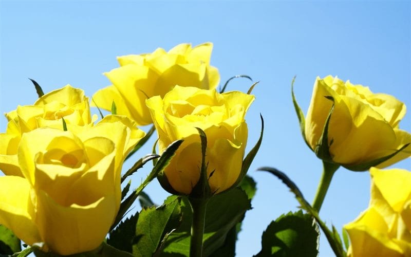 Картинки желтые розы (100 фото) #78
