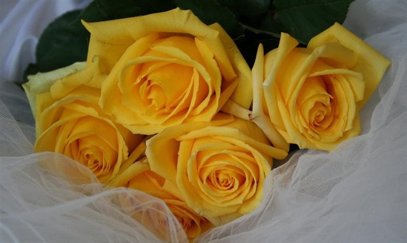 Картинки желтые розы (100 фото) #67