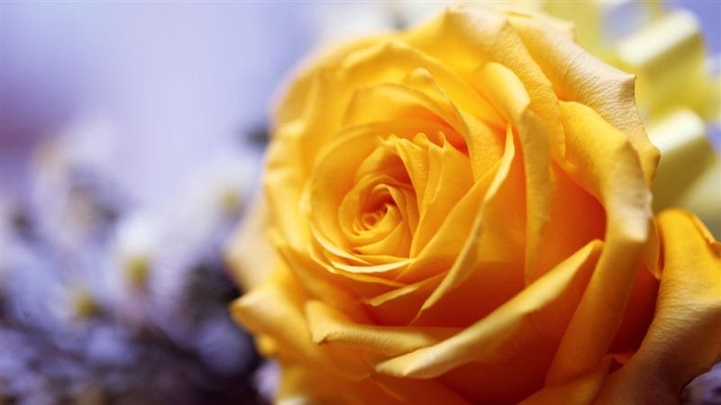 Картинки желтые розы (100 фото) #96