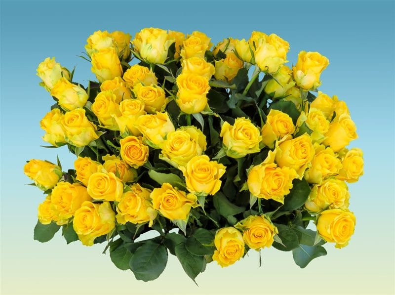 Картинки желтые розы (100 фото) #17