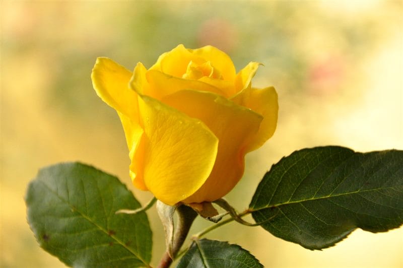 Картинки желтые розы (100 фото) #83