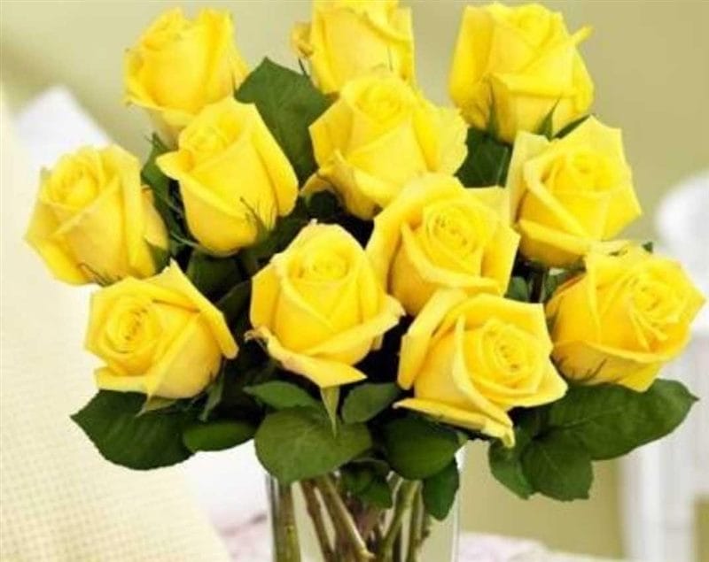 Картинки желтые розы (100 фото) #95