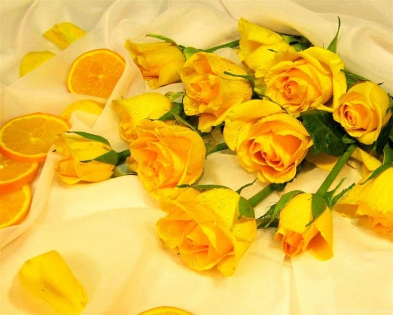 Картинки желтые розы (100 фото) #28