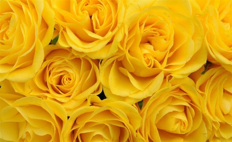 Картинки желтые розы (100 фото) #48