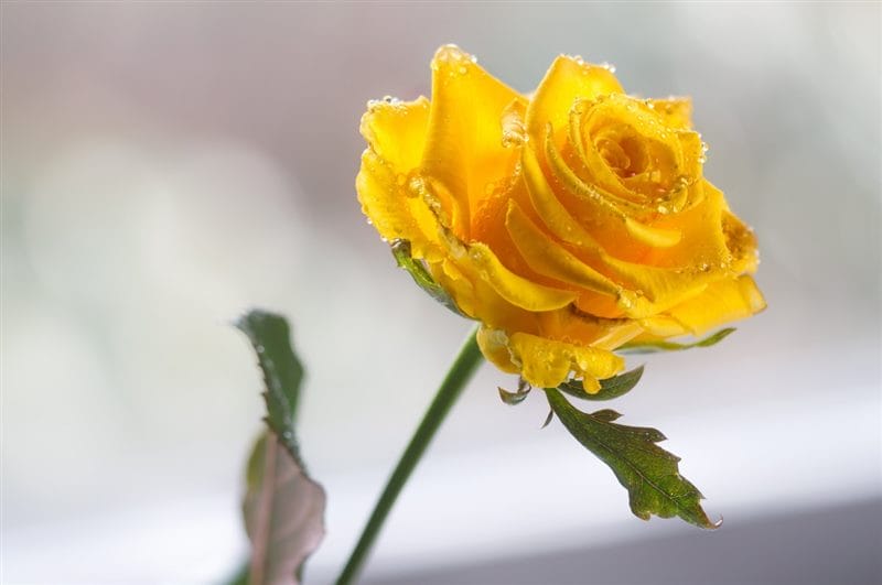 Картинки желтые розы (100 фото) #97