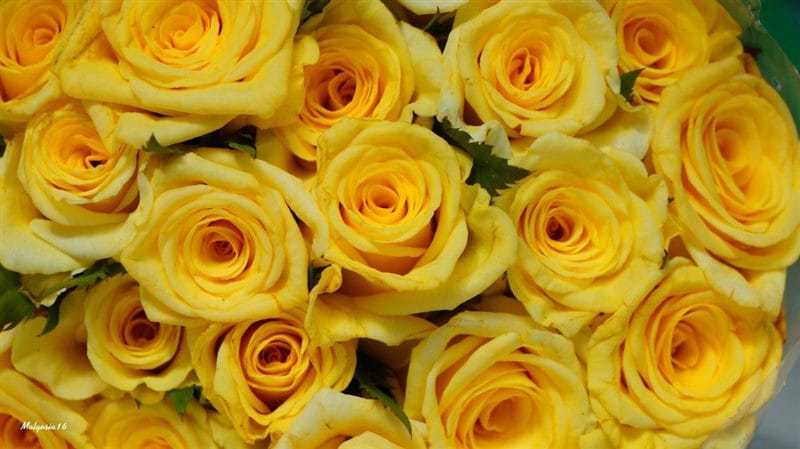 Картинки желтые розы (100 фото) #44