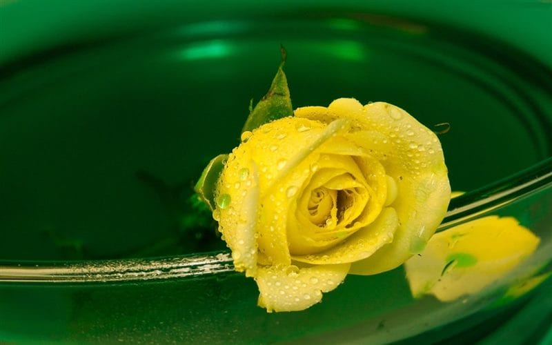 Картинки желтые розы (100 фото) #80