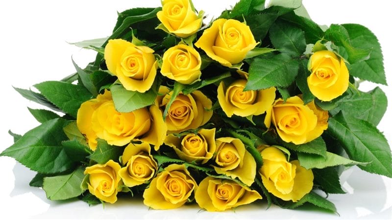 Картинки желтые розы (100 фото) #27