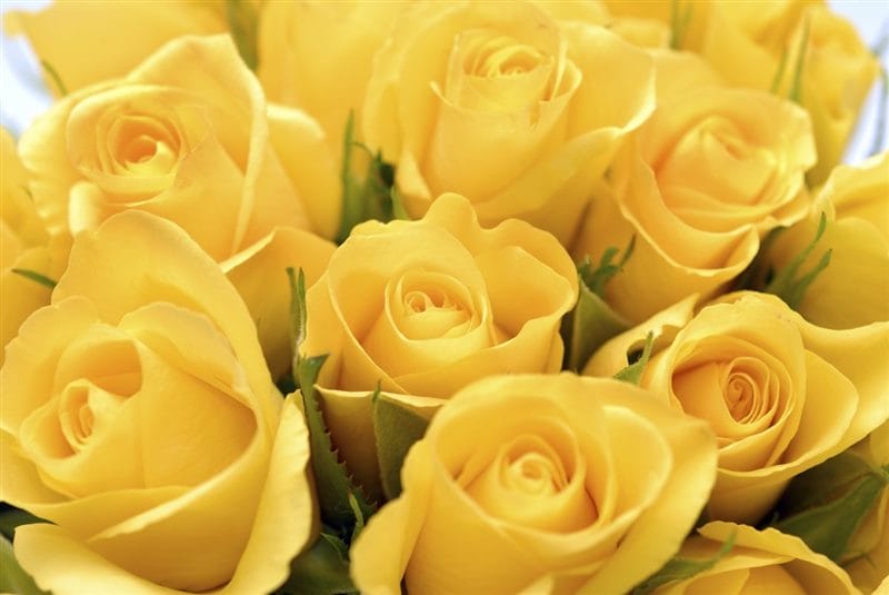 Картинки желтые розы (100 фото) #100
