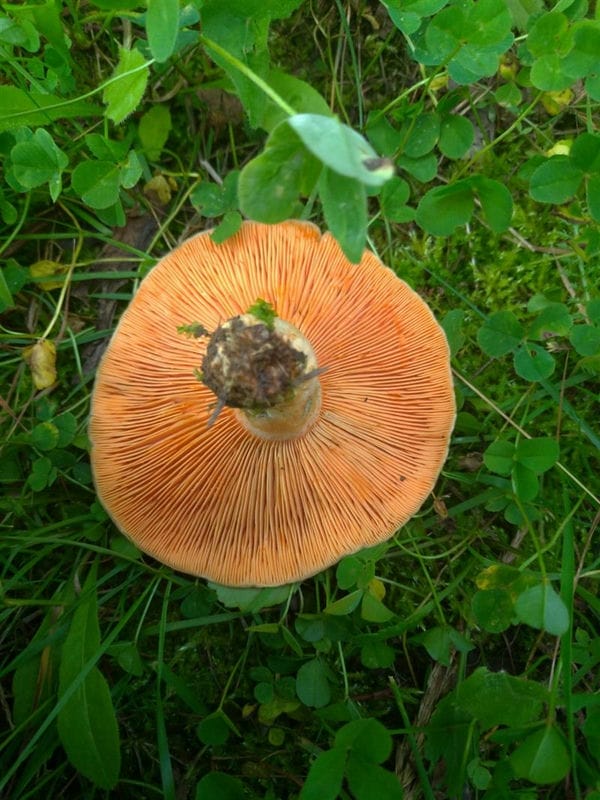 Картинки гриб рыжик (100 фото) #7