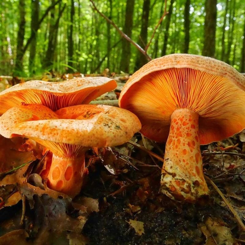 Картинки гриб рыжик (100 фото) #1