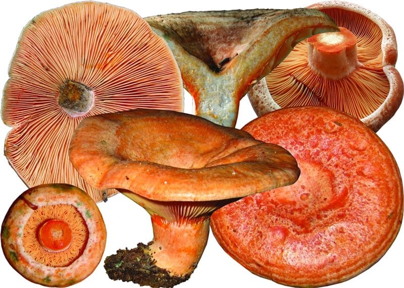 Картинки гриб рыжик (100 фото) #23