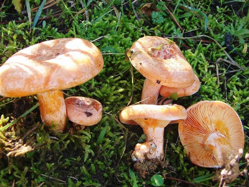 Картинки гриб рыжик (100 фото) #26