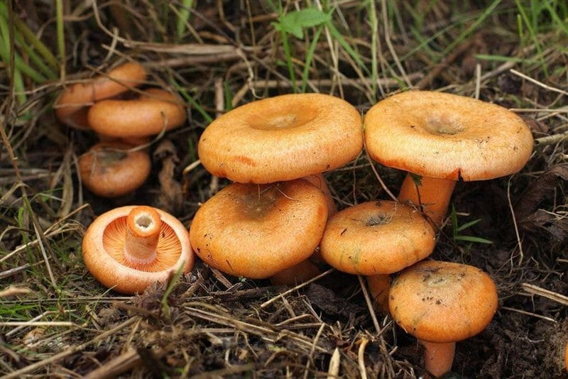 Картинки гриб рыжик (100 фото) #5