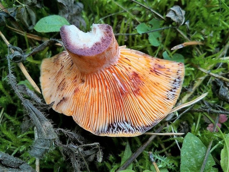 Картинки гриб рыжик (100 фото) #8