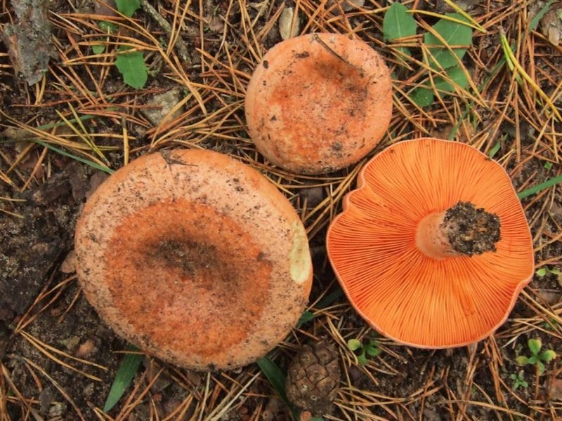 Картинки гриб рыжик (100 фото) #21