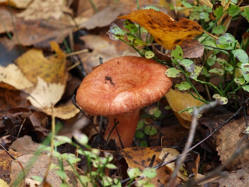 Картинки гриб рыжик (100 фото) #69
