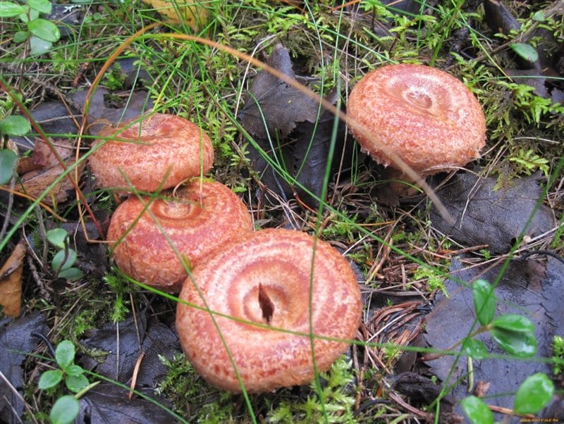 Картинки гриб рыжик (100 фото) #14