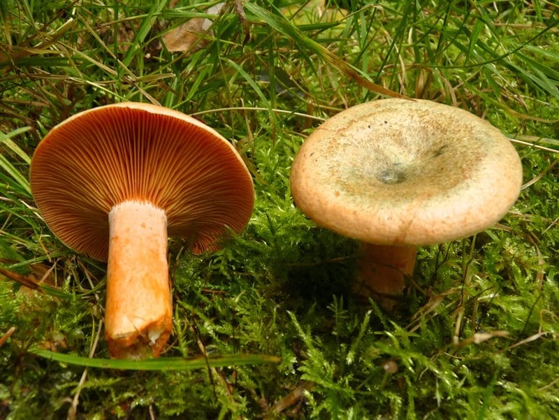 Картинки гриб рыжик (100 фото) #25