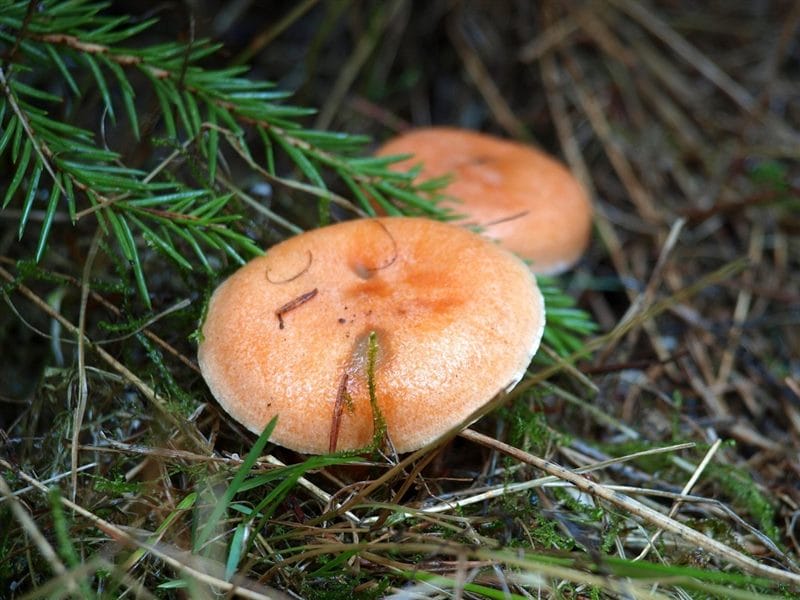 Картинки гриб рыжик (100 фото) #66