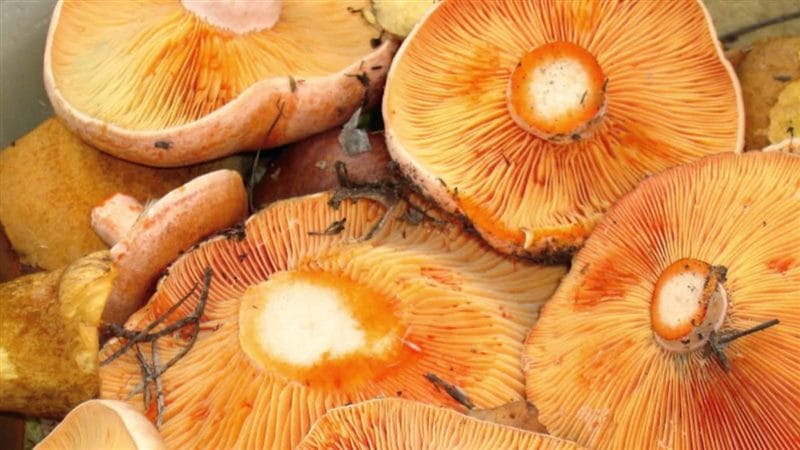 Картинки гриб рыжик (100 фото) #85