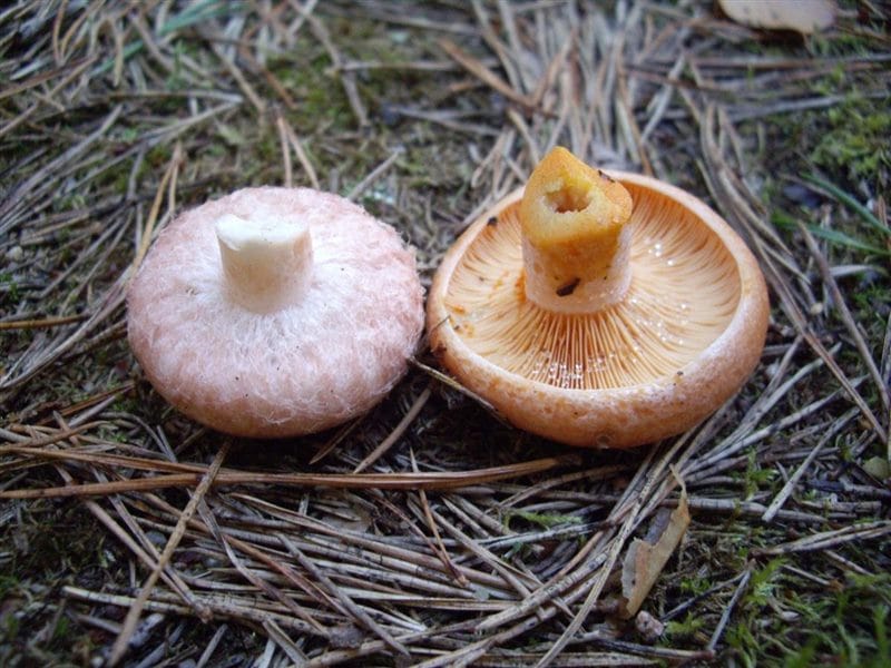Картинки гриб рыжик (100 фото) #59